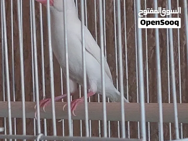 للبيع جاوا و سنغالي