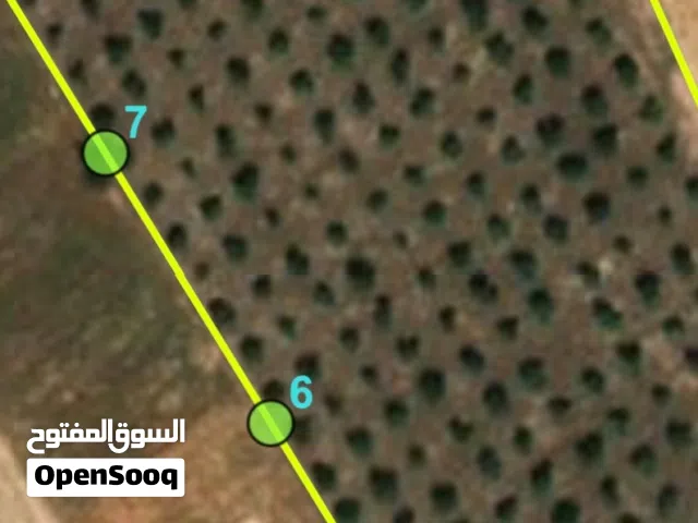 Farm Land for Sale in Salt Al Subeihi