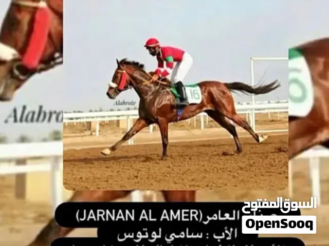 حصان عربي للبيع