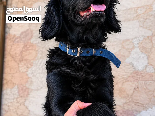 أنثى Black retriever x جولدن ريتريفر ولابرادور للبيع