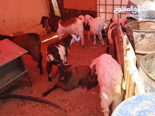 جديان لحم علف شعير