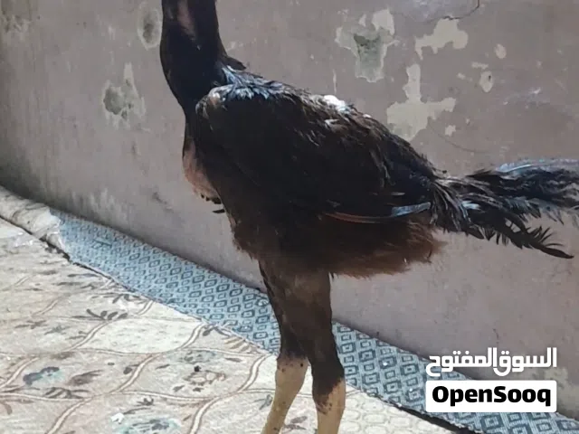 ديج . مخلف ر س تركي قوي أبي ألخصيب