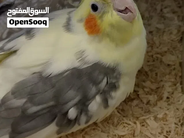 اقرأ الوصف