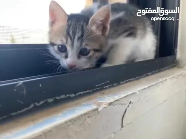 قطط بلدي للتبني