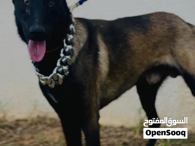 مالينوا درجه اولى