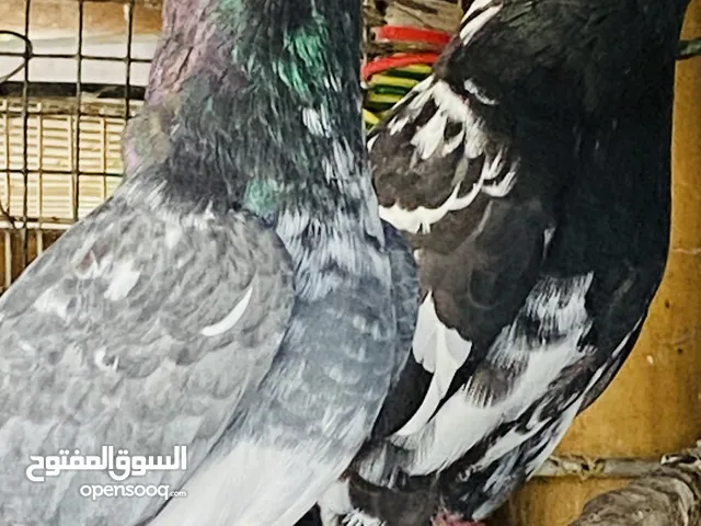 Highfly Pakistani pigeon Available