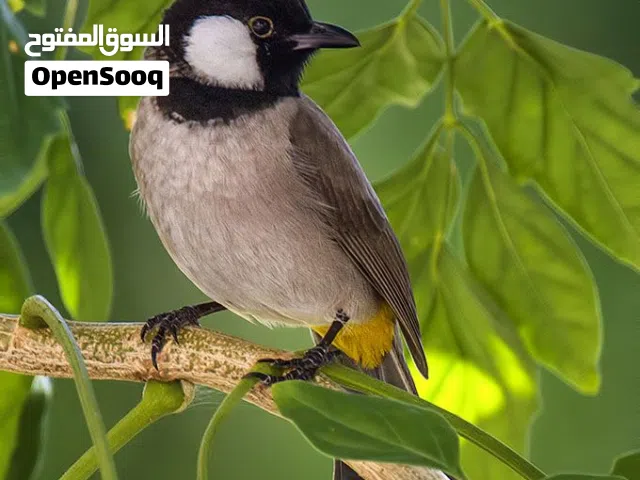 مطلوب بلبل نثيه طايحه