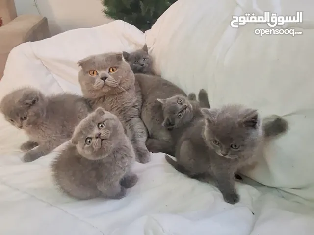 أنثى سكوتش فولد
