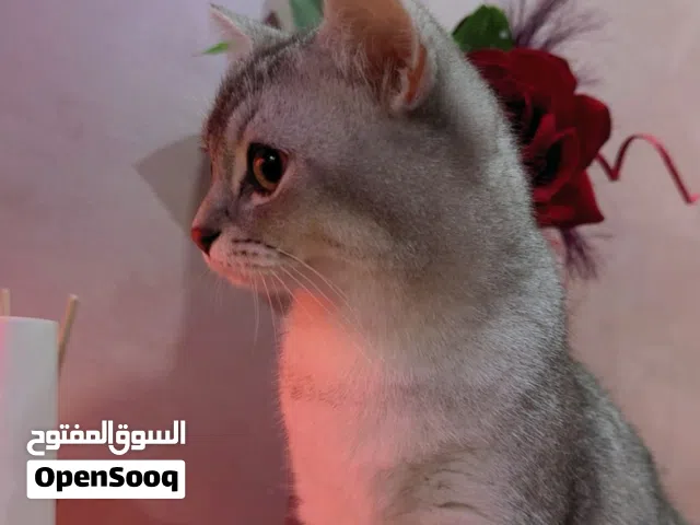 للبيع ذكر ونثيه سكوتش ستريت