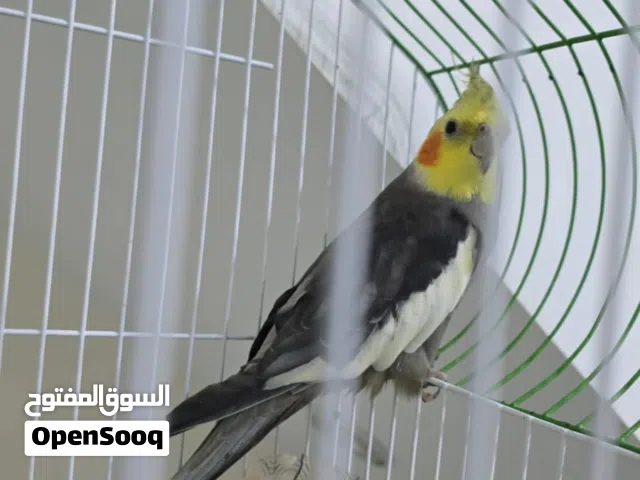 طير كوكتيل اليف للبيع