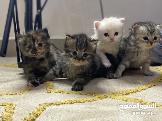 قطط شيرازي