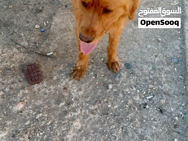 كلب جولدين عمره سنتين للبيع بسعر مغري داخل عمان