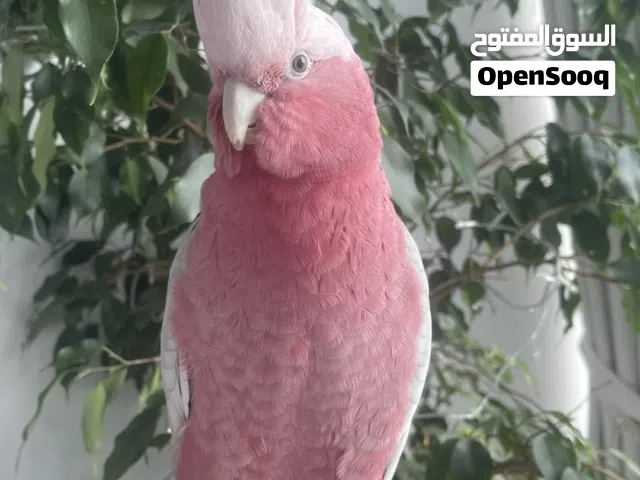 Pink Galah Cockatoo
