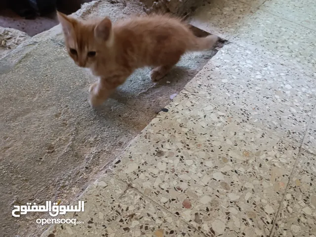 قط شانشيلا كيتن