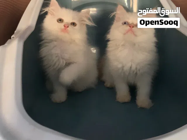 ذكر وانثي هيمالايا