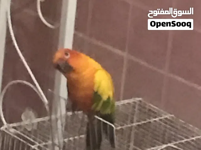 صن كنيور  ...