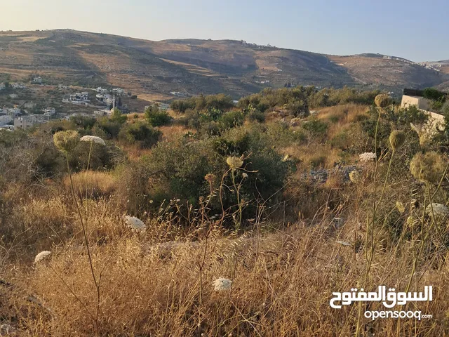 ارض مساحتها دونم واحد طابو قوشان مستقل في رفيديا للبيع