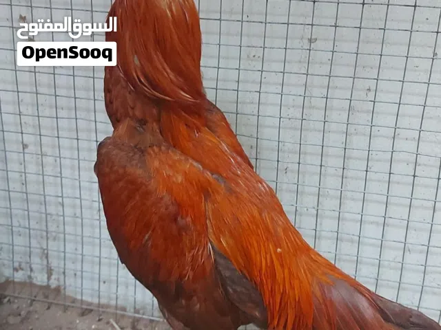 طير ميوالي بنجابي طير ممتاز صحته ممتاز