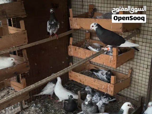 حمام زينه و حمام بلدي  شوف الوصف