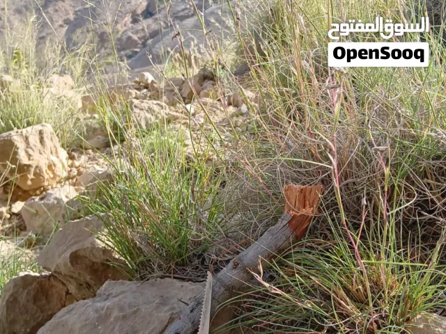 عتم عماني 5 ريال فقط من قمم الجبال بيع بدون تعديل مكان التواجد ابراء الحجم متوسط يتوفر توصيل