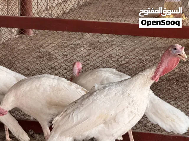 دجاج رومي للبيع
