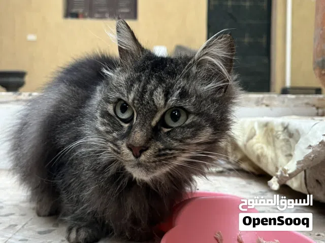 قطوسة حوش للتبني