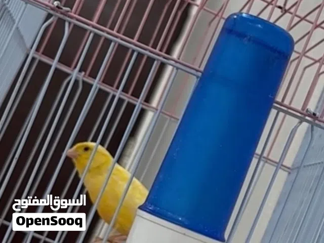 للبيع كناري إيراني شرط التغرد جاهز للتزاوج توصيل برسوم