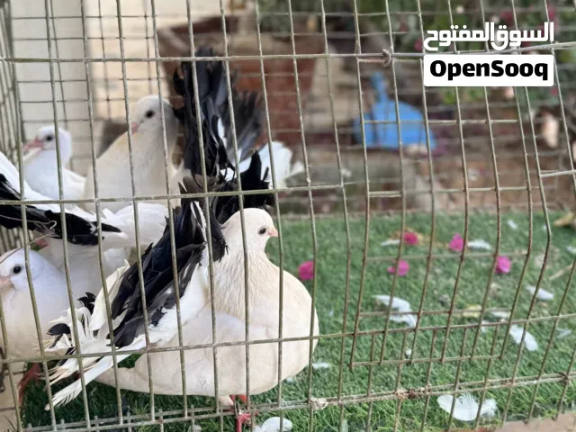 تونسي للبيع كوبيا