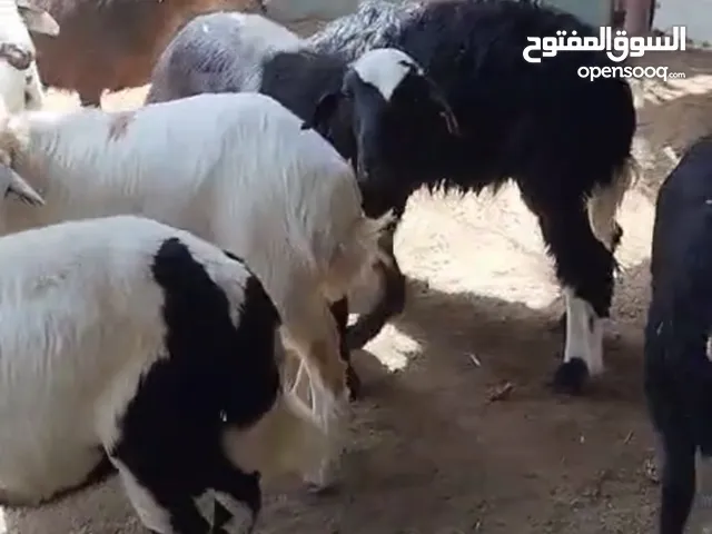 خرفان اضاحي في الختم