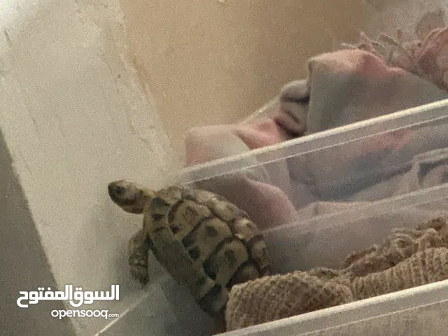 سلاحف للبيع رخيصة زيهم