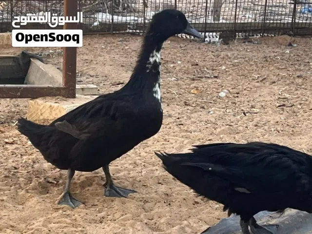 كوبيا بط الكايوجا الاسود