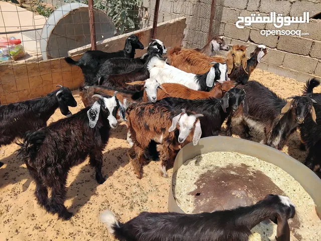 بسم الله توكلنا على الله يوجد لدينا 11 الجدي معاهم 7 عنايق مع بعض 18 للبيع ب550 دينار الواحد أ