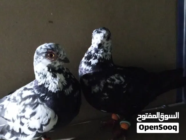 جوز حمام شغلات