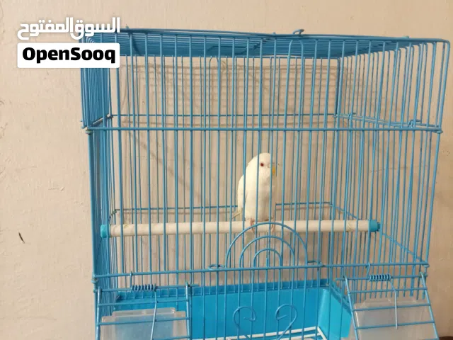 للبيع عصفور الوصف مهم