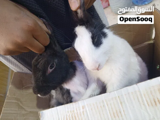 ارنب فحل ونثيه البيع