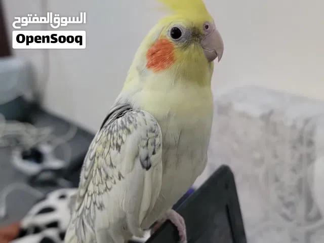 بسم الله   كوكتيل اليفات عجينه كما هو موضح بالصورة الي يريد فديو توضيحي يتواصل خاص