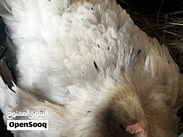 سلام عليكم 2دجاجات عرب للبيع اقره وصف
