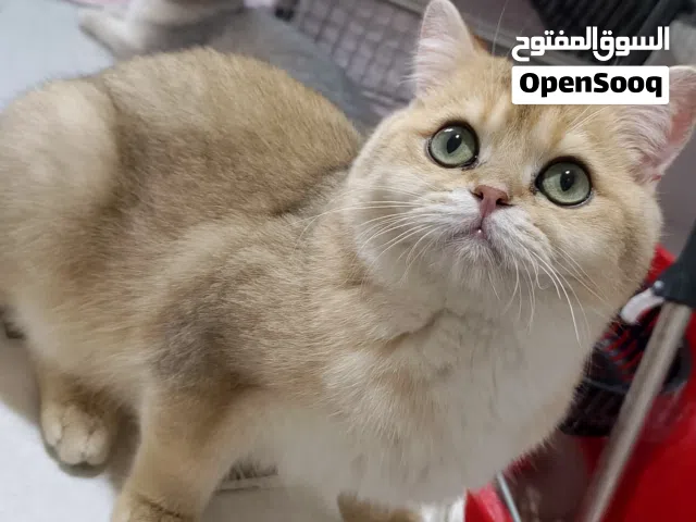 سكوتش فولد