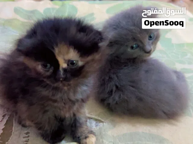 قطط هملايا ع الواقع أجمل بكثيرر