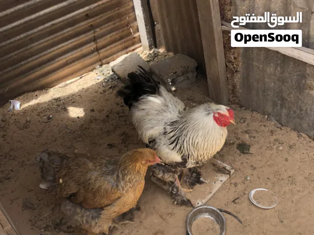 دجاج براهما للبيع
