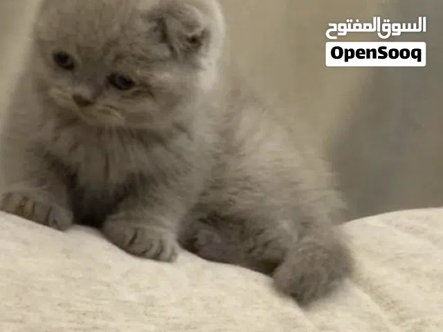 قط سكوتش فولد انثى العمر شهرين