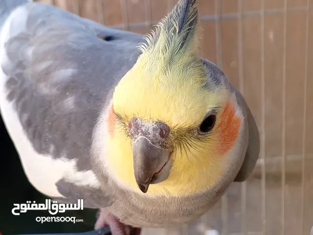 ذكر كوكتيل للبيع او للبدل ع طيره