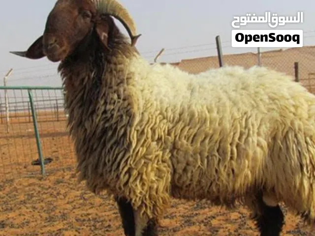 قصاب تحت الطلب لجميع مناطق الكويت