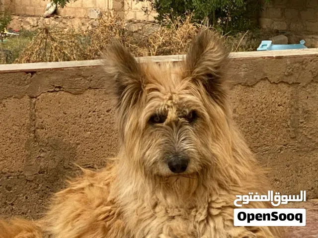 كلب بشكل اسد