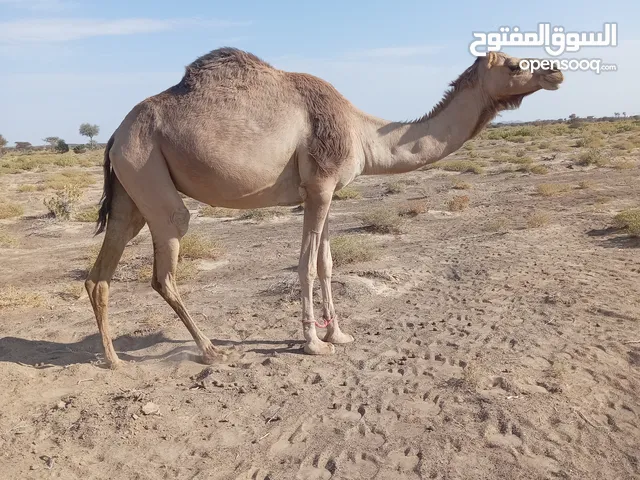 ناقه محليه حايل للبيع