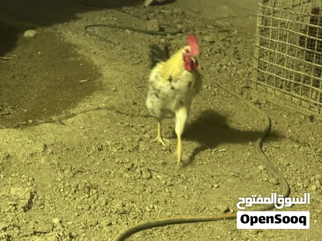 دجاج عربي اصيل