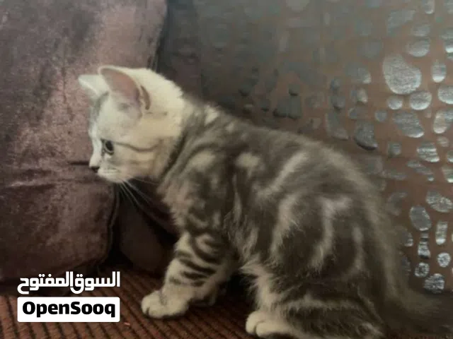 للبيع قط صغير أليف مع كامل مستلزماته