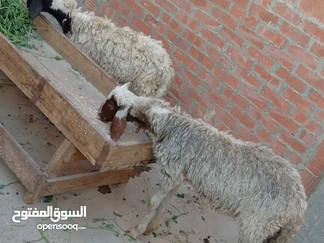 بسم الله الرحمن الرحيم  الاثنين 19/1/2026 متاح دكرين لبانه  خروفين أعمار6و7شهور  تربيه بيتي ع العلف