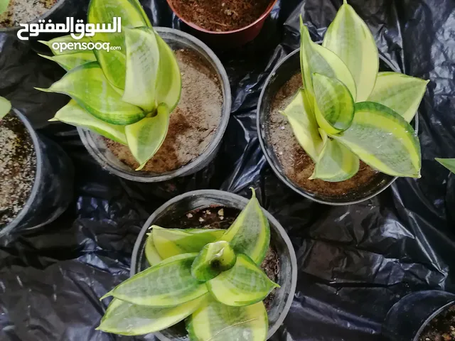 نباتات داخلية ظلية منقية للهواء بصحة جيدة سعر القطعة بالف ونص. اليريد يراسلني فقط على هذا البرنامج.