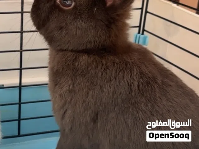 للبيع ارنب القزم